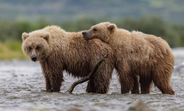 istock Brown Bear in Alaska 1638626734