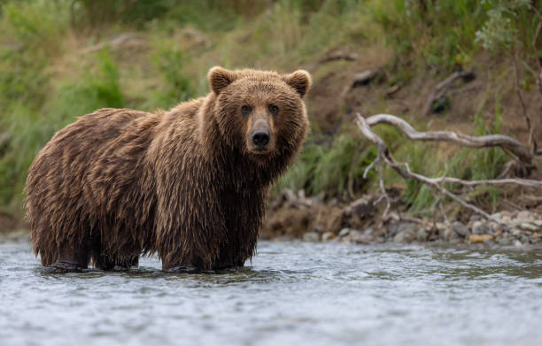 istock Brown Bear in Alaska 1638626740