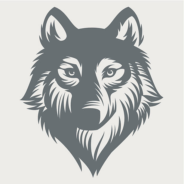 Wild wolf. Vector Graphics. Image suitable for printing on a T-shirt, as well as for all types of printing. wolf illustrations stock illustrations