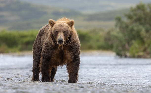 istock Brown Bear in Alaska 1638627819