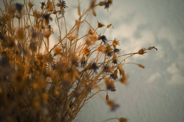 istock Flowers 1638638001