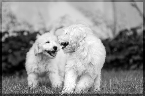 Goldendoodle puppies playing in yard on grass