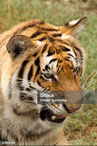 Tigre - Fotografie stock e altre immagini di Animale - Animale, Animale da safari, Animale selvatico