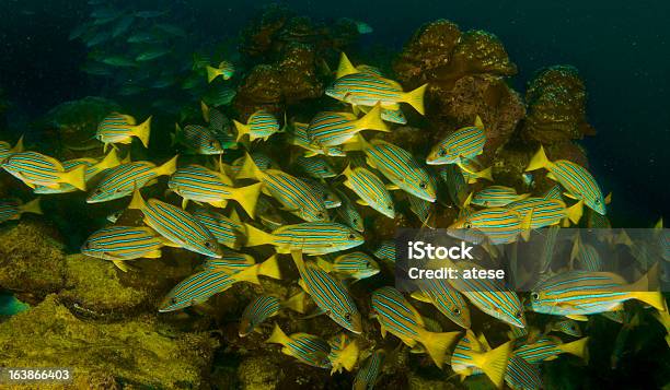 Lutjanidae - ココ島のストックフォトや画像を多数ご用意 - ココ島, オキスズキ, コスタリカ