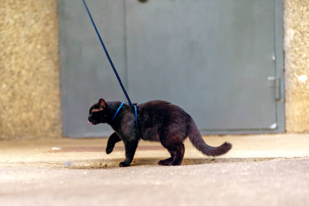 istock A black cat on a leash shows its tongue 1638669340