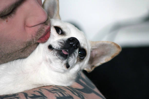 istock Chico the chihuahua getting smooshed by Shiro 1638679057