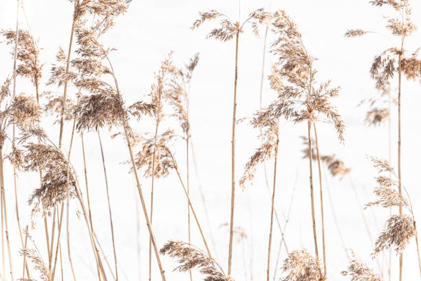 istock Blurred blades of grass in winter 1638687010