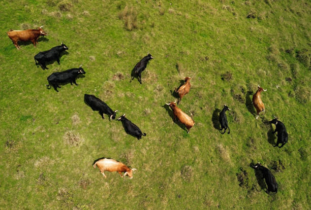 istock Free bulls in field 1638688092