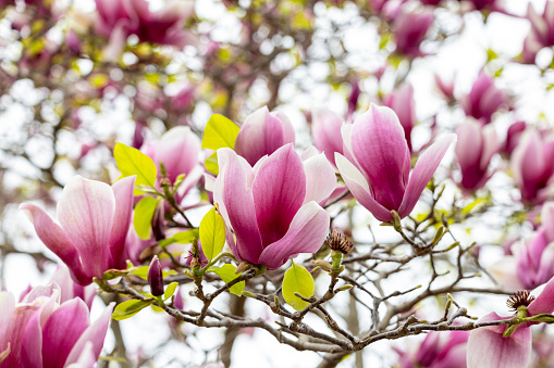 A large, creamy white southern magnolia flower blossom circled by the glossy green leaves of the tree