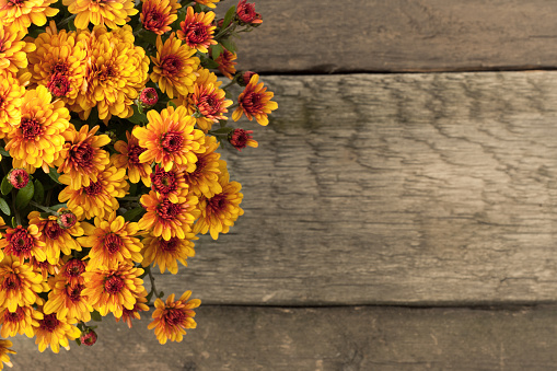 Beautiful bouquet of blooming orange chrysanthemums on wooden background. Bright autumn flowers. Top view. Greeting card with space for text. Flowers for Thanksgiving. natural background