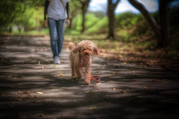 istock dog 428 Dog-walking 1638712755