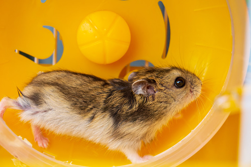 Hamster in wheel