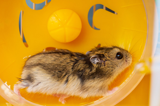 a Dzungarian hamster running in a yellow wheel. High quality photos.