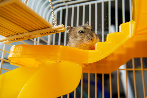 A hamster is sitting in a cage on a yellow staircase. Inquisitive, cute little jungarik.