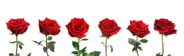 istock Set of beautiful red roses on white background 1638718497