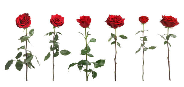 istock Set of beautiful red roses on white background 1638718501