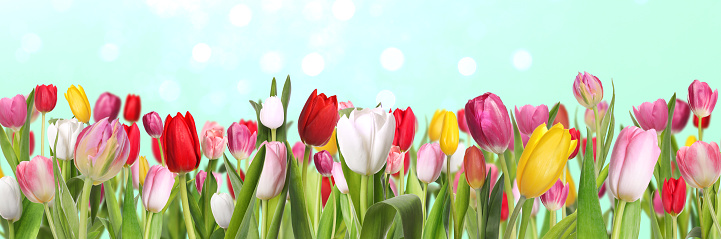 Many beautiful tulips on turquoise background, bokeh effect. Banner design