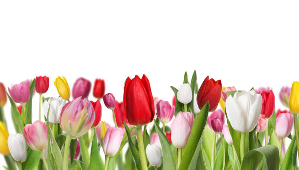 istock Many different beautiful tulips on white background 1638718891