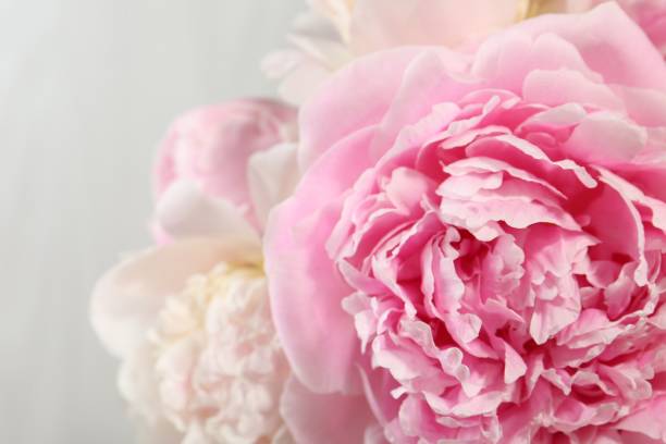istock Beautiful peony flowers on light background, closeup 1638719050
