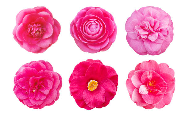 Pink camellia flowers set isolated on white