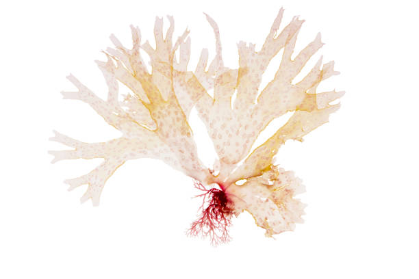 istock Nitophyllum punctatum or spotted scarf weed pink seaweed isolated on white. 1638719600