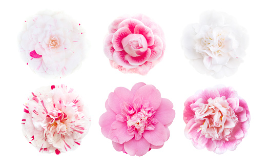 Pink and white and bicolor camellia flowers set isolated on white. Camellia japonica.