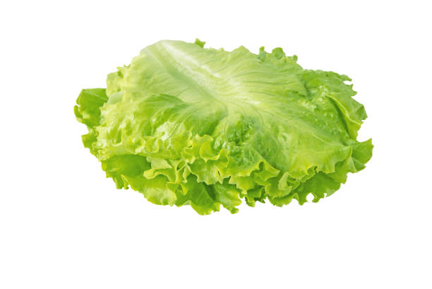 Green curly lettuce leaves arranged for use in the hamburger sandwich isolated on white. Green curly lettuce salad leaves arranged for use in the sandwich isolated on white. Hamburger vegetable ingredient. spanish hamburger stock pictures, royalty-free photos & images