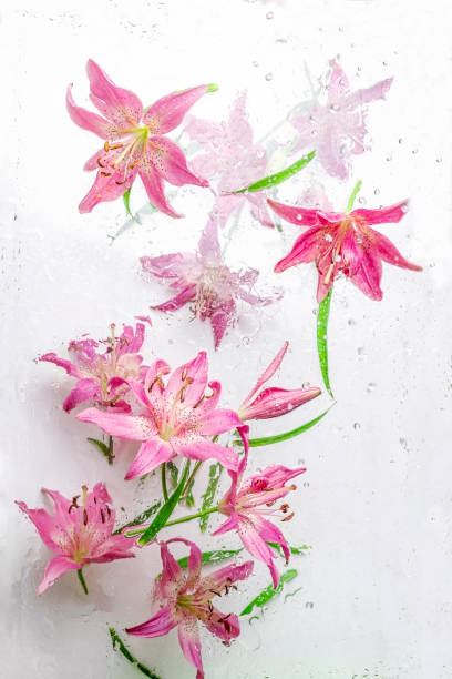 istock Lilly flower bouquet and water droplets 1638723927