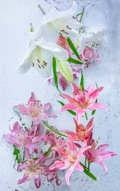istock Lilly flower bouquet and water droplets 1638724474