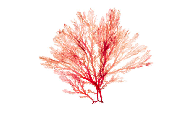 Red algae or rhodophyta seaweed branch isolated on white