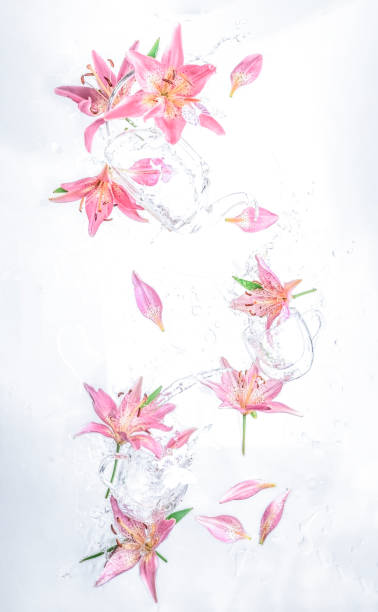 istock Tea mugs and lily flowers, water splash on white background 1638724494