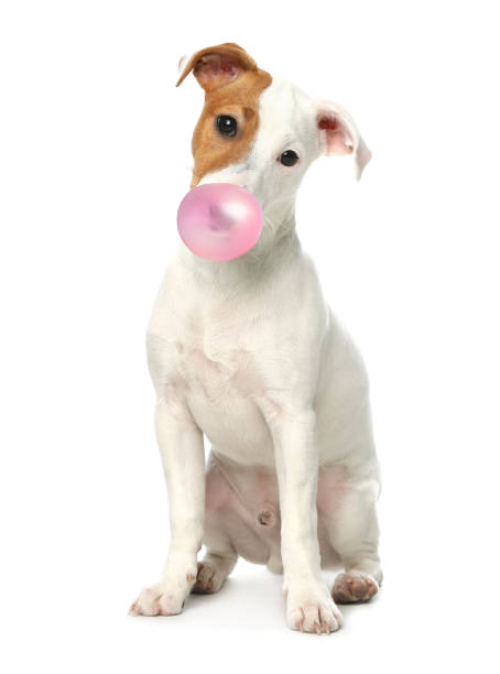 istock Cute Jack Russell Terrier dog blowing bubble gum on white background 1638740318