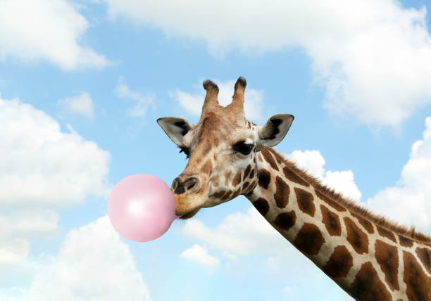 istock Beautiful African giraffe blowing bubble gum against sky 1638740674