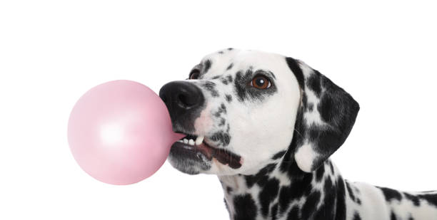 istock Adorable Dalmatian dog blowing bubble gum on white background 1638740675