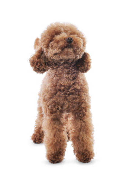 istock Cute Maltipoo dog on white background. Lovely pet 1638741214