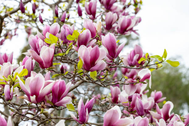 istock Closeup Magnolia flowers, beautiful nature background with copy space 1638748262