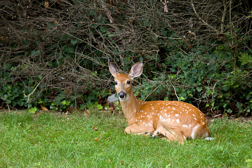 Young Whitetail Deer resting in grass.