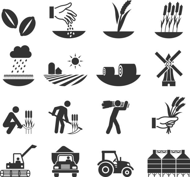 ilustraciones, imágenes clip art, dibujos animados e iconos de stock de cosecha de trigo crecimiento y equipos & conjunto de iconos en blanco y negro - whole wheat