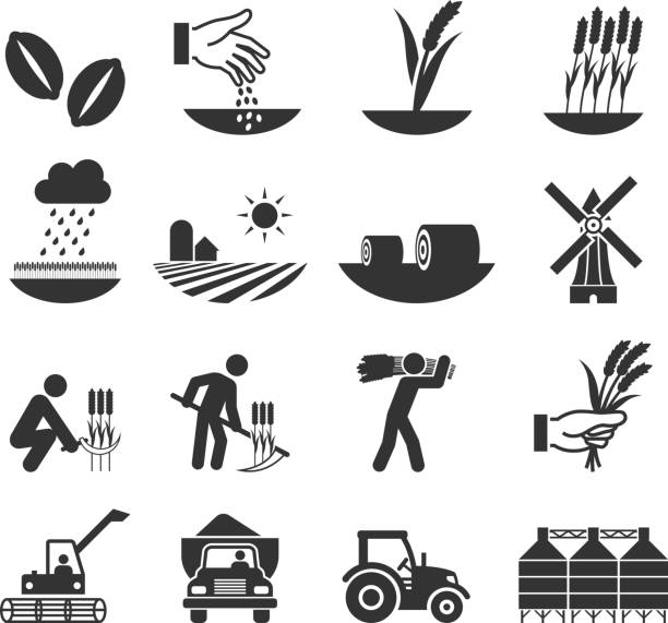 위트 수확하다 성장 및 장비 블랙 & 인명별 아이콘 세트 - wheat cereal plant agriculture whole wheat stock illustrations
