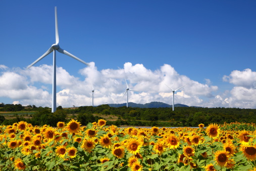 Sunflower field with windmill in Fukushima, Japan