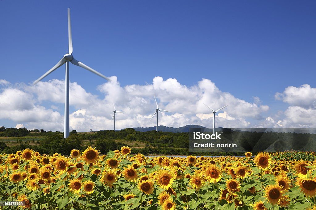 Sunflower field with windmill Sunflower field with windmill in Fukushima, Japan Wind Power Stock Photo