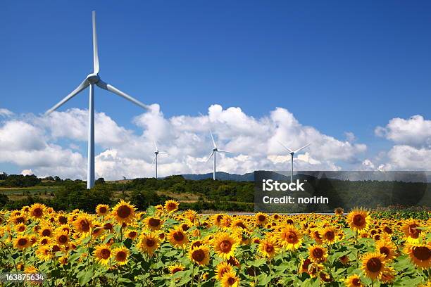 Sunflower Field With Windmill Stock Photo - Download Image Now - Wind Power, Wind Turbine, Japan