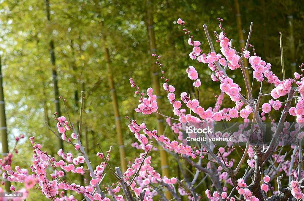 Color melocotón plum grove y bambú - Foto de stock de Bambú - Familia de la Hierba libre de derechos