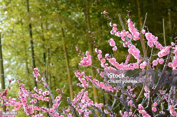 Color Melocotón Plum Grove Y Bambú Foto de stock y más banco de imágenes de Bambú - Familia de la Hierba - Bambú - Familia de la Hierba, Ciruelo, Cultura japonesa