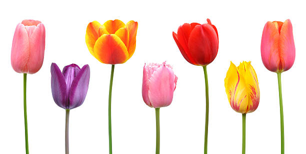istock Assorted tulips in pink, purple, orange, red, and yellow 163876204