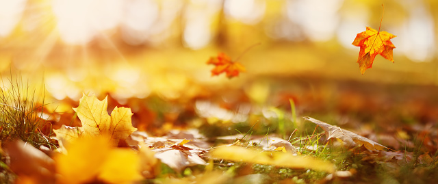 Beautiful panoramic background of the autumnal maple leaves falling and lying on the ground in natural park. Concept of the backdrop and wallpaper.