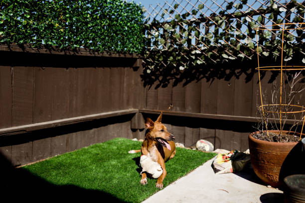 Pharaoh Dog Sunning in Front Yard on Spring Day in San Diego in San Diego, California, United States