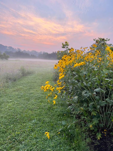 istock Cutleaf Coneflower Rudbeckia in Bloom at dawn 1638774725