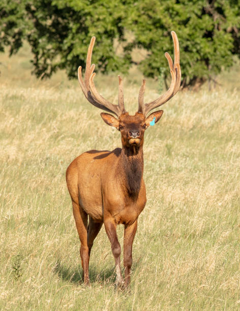 istock Elk raised on livestock ranch in Kansas 1638775903