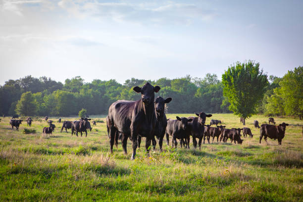 Cattle on livestock ranch in Texas
